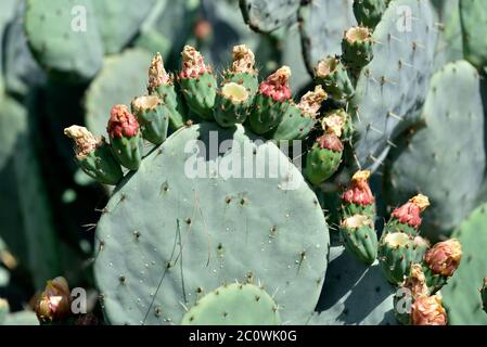 Cactus, fleurs, bourgeons à Athènes, Grèce Banque D'Images