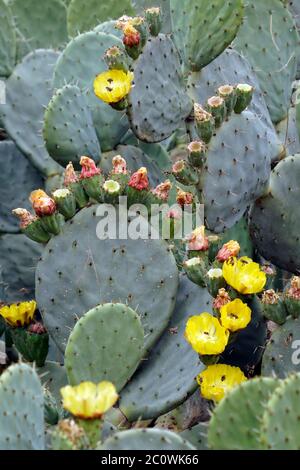 Cactus, fleurs, bourgeons, abeilles à Athènes, Grèce Banque D'Images