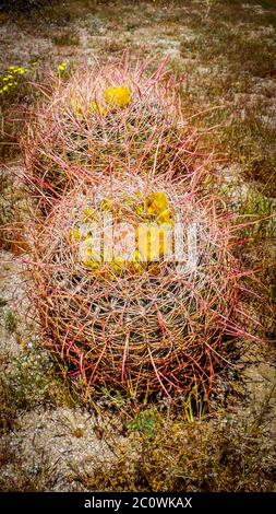 Deux cactus de Barrel en pleine floraison au printemps dans le parc national du désert d'Anza-Borrego, en Californie Banque D'Images