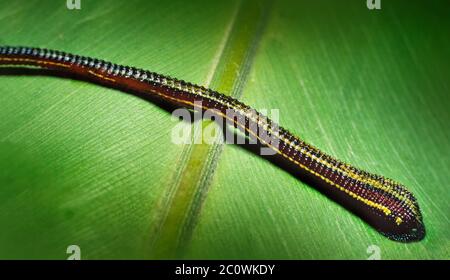 Tigre/ Leech peint (Haemadipsa picta) Pahang Malaisie Banque D'Images