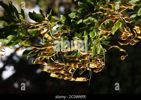 Fruits du bois de rose (Dalbergia domingensis , synonyme Lonchocarpus sericeus.) Banque D'Images