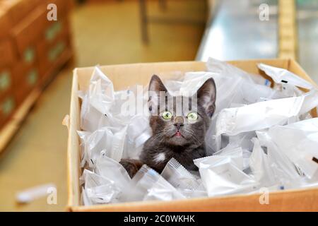 Chat sans domicile assis dans une boîte en carton contenant un emballage en plastique en stock Banque D'Images