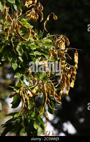 Fruits du bois de rose (Dalbergia domingensis , synonyme Lonchocarpus sericeus.) Banque D'Images