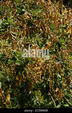 Fruits du bois de rose (Dalbergia domingensis , synonyme Lonchocarpus sericeus.) Banque D'Images