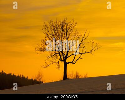 Silhouette d'arbre en soirée d'hiver, ton orange, température chaude Banque D'Images