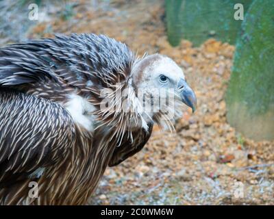 Vautour de griffon himalayan, Gyps himalayensis, gros plan d'un oiseau de montagne unique. Banque D'Images