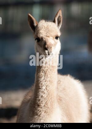 Vicuna, Vicugna vicugna, portrait en gros plan de camélidés sauvages d'Amérique du Sud, parent de lama et vivant dans les hautes régions andines de l'Argentine, la Bolivie, le Chili, le Pérou et l'Equateur Banque D'Images