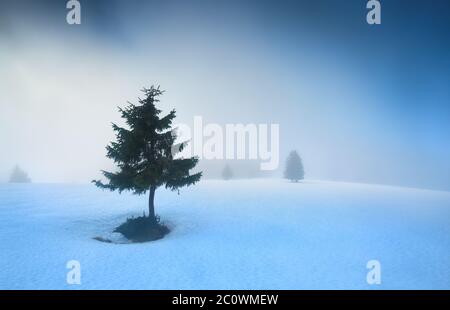 épinette sur neige dans le brouillard du matin Banque D'Images