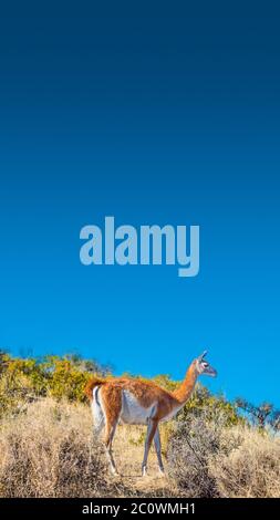 Guanaco dans la steppe Patagonienne, Argentine, Patagonie, heure d'été Banque D'Images