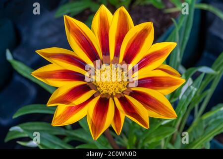 Gazania splendens 'Red Stripes' plante herbacée jaune rouge vivace été automne Banque D'Images