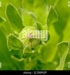 Bouton vert d'un jardin marigold fleur en forme de cose. Banque D'Images