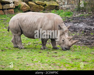 Rhinocéros noirs - Diceros bicornis - pâturage dans l'herbe. Banque D'Images