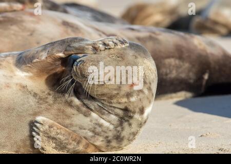 Stress lié aux maux de tête. Joli joint avec une gueule de bois. Image amusante d'un phoque gris sauvage qui tient sa tête. Animaux de fête le matin après la nuit bef Banque D'Images