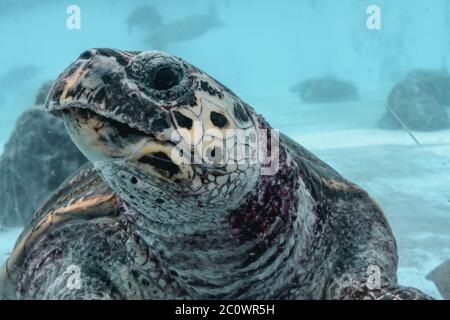 Gros plan sur la tortue de mer Kareta à Okinawa au Japon Banque D'Images