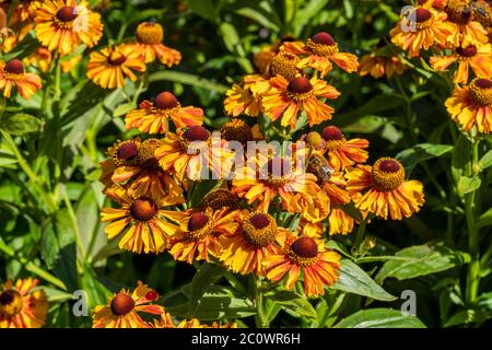 Helenium Autumnale 'Western mixed' plante herbacée jaune rouge été automne vivace de fleurs communément connu sous le nom de Sneezeweed Banque D'Images