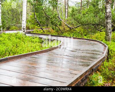 Chemin étroit en bois dans la forêt de bouleau. Les planches sont humides et brillantes après la pluie. Chalupska Moor dans le parc national de Sumava, République tchèque Banque D'Images