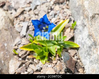 Belle trompette bleue de la fleur sauvage de gentiana sur sol rocailleux. Banque D'Images