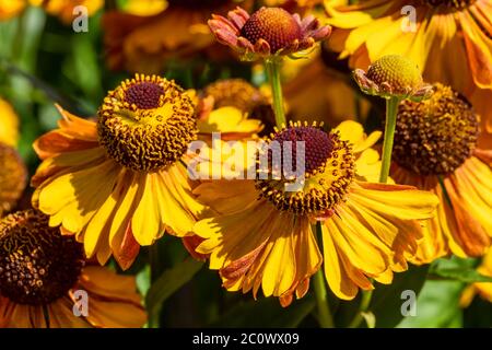 Helenium Autumnale 'Western mixed' plante herbacée jaune rouge été automne vivace de fleurs communément connu sous le nom de Sneezeweed Banque D'Images