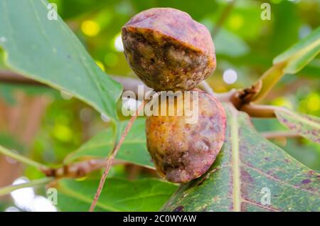 Tarminalia Catappa à maturité, amande sur arbre Banque D'Images