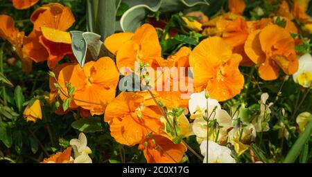 Bouquet de mandarines d'orange dans un jardin par jour de pluie avec des gouttes d'eau, Allemagne Banque D'Images