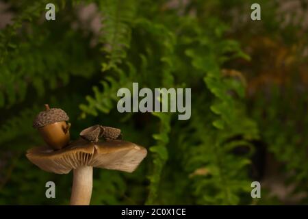 Petite table de thé aux champignons Banque D'Images