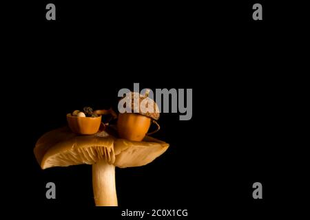 Petite table de thé de fée aux champignons sur fond noir Banque D'Images