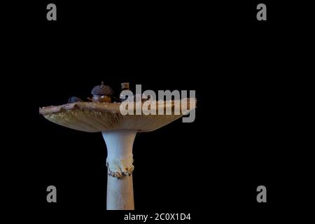 Table d'agaric de mouche (Amanita muscaria) avec thé miniature sur fond noir Banque D'Images