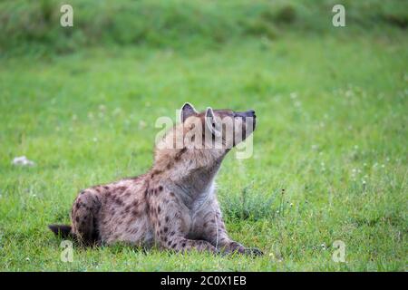 L'hyène est située dans l'herbe de la savane au Kenya Banque D'Images