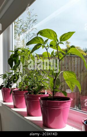 Piments sur une coupe de vent ensoleillée, Royaume-Uni Banque D'Images