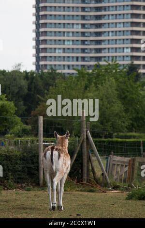 Le cerf-de-Virginie (Dama dama) se trouve à pied, avec le bâtiment de logement étudiant d'Asserpark en arrière-plan, Wageningen Banque D'Images