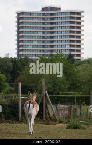 Le cerf-de-Virginie (Dama dama) se trouve à pied, avec le bâtiment de logement étudiant d'Asserpark en arrière-plan, Wageningen Banque D'Images