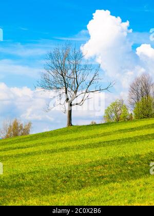 Un pré vert frais et verdoyant avec un petit arbre, un ciel bleu et des nuages blancs par temps ensoleillé. Paysage de printemps. Banque D'Images