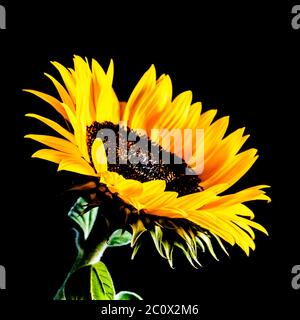 Tournesol isolé sur fond noir. Image de faible niveau de clé. Banque D'Images