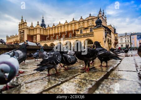 Beaucoup de colombes dans la vieille ville de Cracovie. Banque D'Images