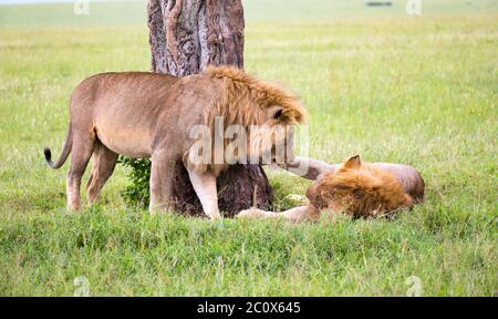 Certains grands lions se montrent leurs émotions dans la savane du Kenya Banque D'Images