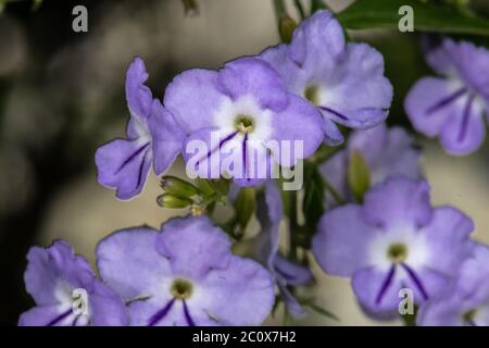 Dewdrop d'or (Duranta erecta) Banque D'Images