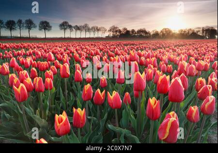 Lever du soleil sur le champ de tulipes rouges en Hollande du Nord Banque D'Images