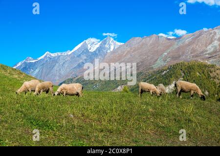 Valais blacknknose moutons dans les Alpes Banque D'Images