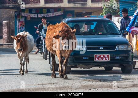 Katmandou, Népal - janvier 2011: Vaches dans la rue. Banque D'Images