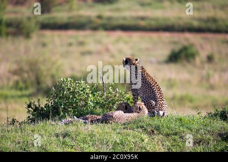 La mère de cheetah avec deux enfants dans la savane kenyane Banque D'Images