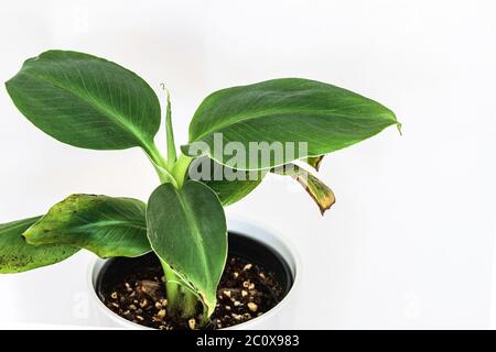 Petite plante de banane Musa Dwarf Cavendish sur fond blanc. Magnifique détail exotique. Banque D'Images
