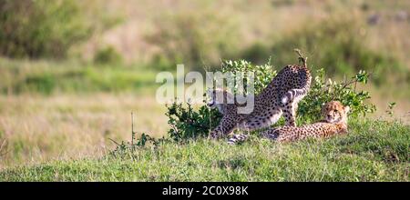 La mère de cheetah avec deux enfants dans la savane kenyane Banque D'Images