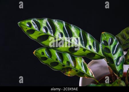 Calathea lancifolia (plante de crotale) sur fond sombre. Banque D'Images