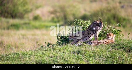 La mère de cheetah avec deux enfants dans la savane kenyane Banque D'Images