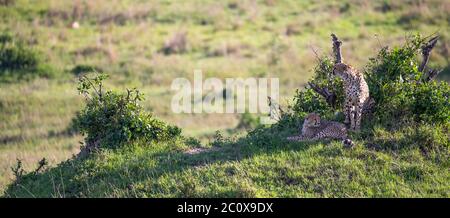 La mère de cheetah avec deux enfants dans la savane kenyane Banque D'Images