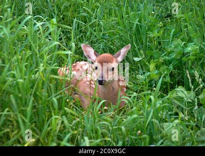 Le petit cerf de fauve à queue blanche se trouve dans l'herbe.focus sur le animal Banque D'Images