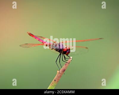 Libellule à queue violette mâle (Trithemis annulata) avec ailes rouges étalonnées perchées sur la pointe pointue de la feuille d'aloès dans le parc national de Tsavo East, Kenya, Afrique Banque D'Images