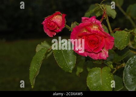 deux roses rouges avec gouttes de pluie sur les pétales avec fond vert naturel des feuilles Banque D'Images
