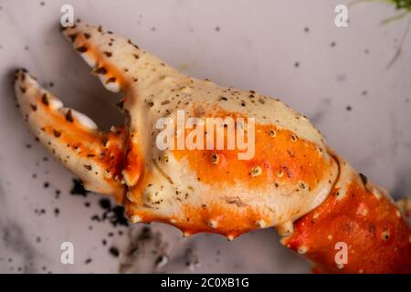 Le crabe de la grenouille rouge ou le crabe de la Spanner (Ranina ranina) s'isolent sur fond blanc Banque D'Images