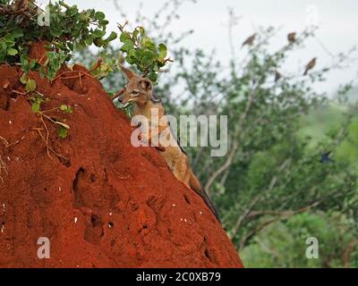 Alerte de chasse le cachaal à dos noir (Canis mesomelas) qui étudie des trous dans la haute colline termite de terre rouge pour les proies à Tsavo East N P, Kenya, Afrique Banque D'Images